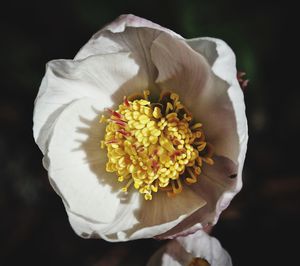 Close-up of white rose flower against black background