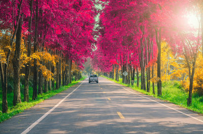 Colorful autumn leaves forest in nature with car on road travel trip outdoor.