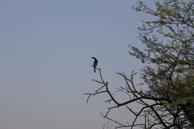 Low angle view of bird perching on tree against sky