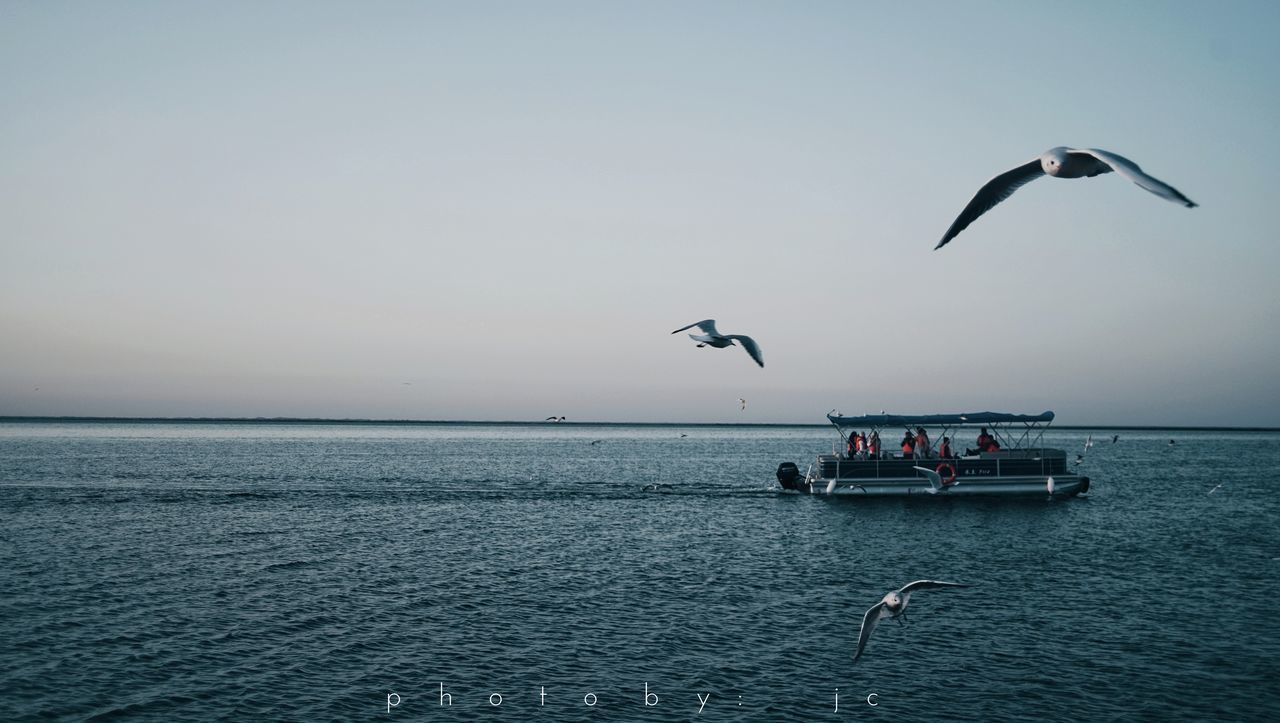 SEAGULLS FLYING ABOVE SEA