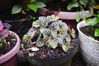 High angle view of potted plants