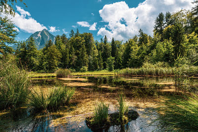 Scenic view of lake in forest against sky