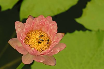 Colorful water lily, decoration plant for house garden and park