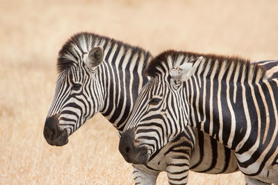 Zebras in a zebra