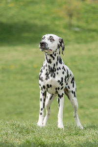 Close-up of dog on field