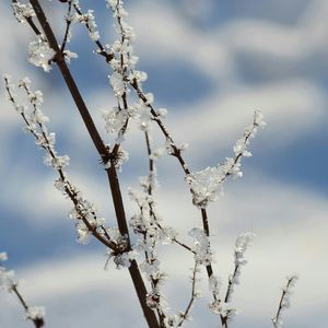 Low angle view of bare tree against sky