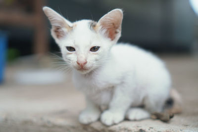 Close-up portrait of white cat