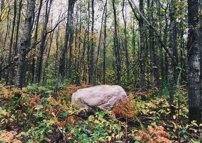 Trees in forest