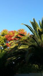 Low angle view of palm trees against clear blue sky
