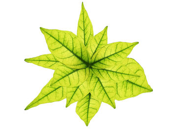 Close-up of maple leaf against white background