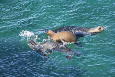 High angle view of man swimming in sea