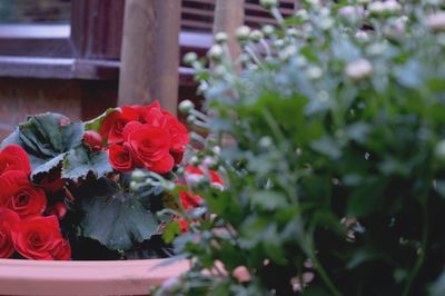 Close-up of red rose