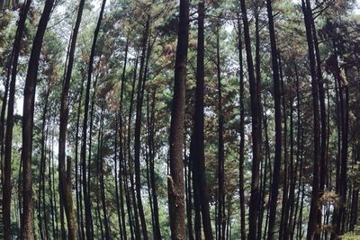 Low angle view of trees in forest