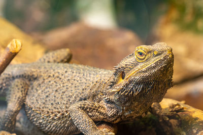 Close up of a central bearded dragon in captivity