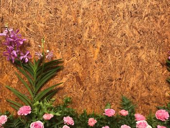 Close-up of pink flowers blooming on field