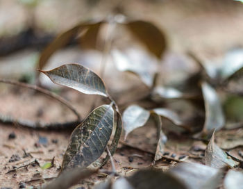 Close-up of dried leaves on ground
