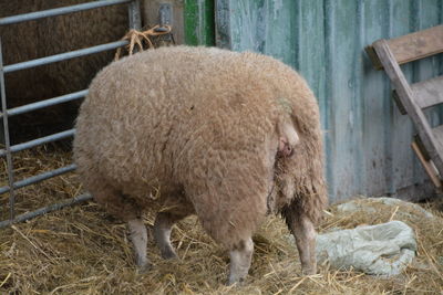 Back view of a sheep