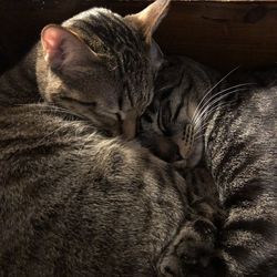 Close-up of cats sleeping