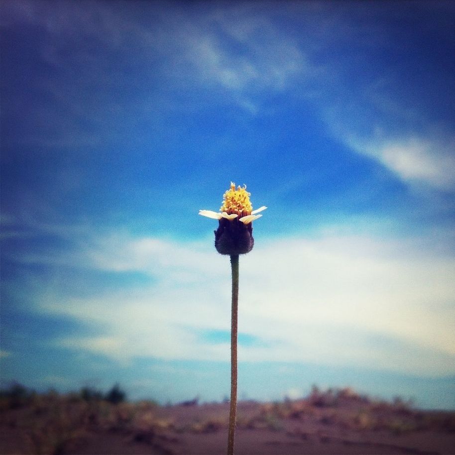 flower, sky, growth, fragility, stem, beauty in nature, nature, field, dandelion, flower head, freshness, single flower, focus on foreground, blue, cloud, plant, cloud - sky, tranquility, close-up, landscape