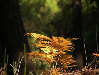 Close-up of grass in forest