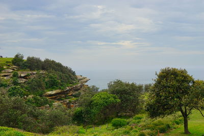 Trees and plants on land against sky