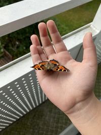 Close-up of butterfly on hand