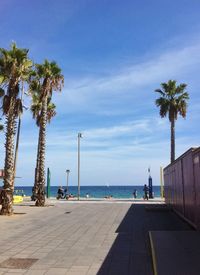 Palm trees by sea