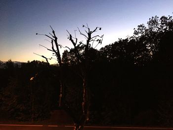 Silhouette trees against sky at sunset