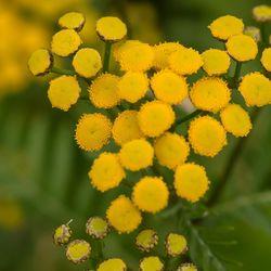 Close-up of yellow flowers