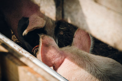 High angle view of pigs in animal pen