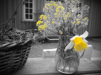 Close-up of yellow flowers in backyard