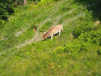 Horse on field