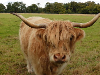 Close-up of highland cattle standing on grassy field