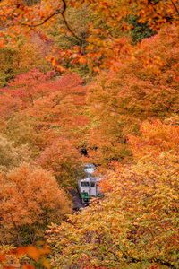 View of autumnal trees in forest during autumn