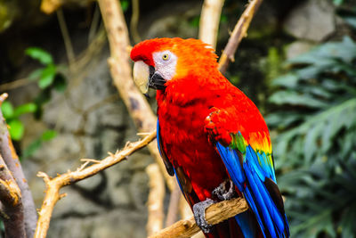 Close-up of parrot perching on branch