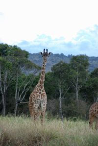 Giraffe standing on field against trees