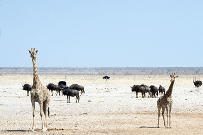 Wild animals in etosha national park with severe drought. two giraffes, gnus and ostrich. namibia