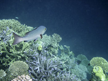 Close-up of fish swimming in sea
