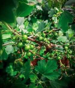 Close-up of berries on plant