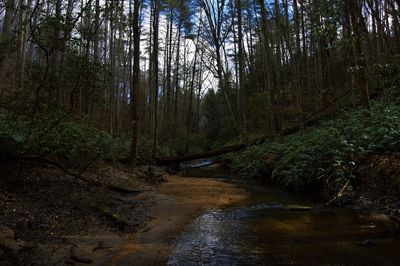 Scenic view of forest against sky