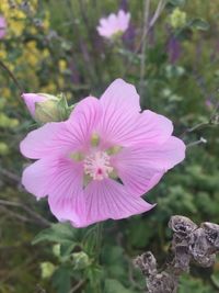 Close-up of pink flowering plant