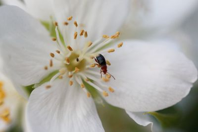Close-up of insect on white flower