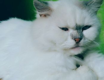 Close-up of a cat looking away