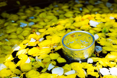 Close-up of yellow flowering plants in water