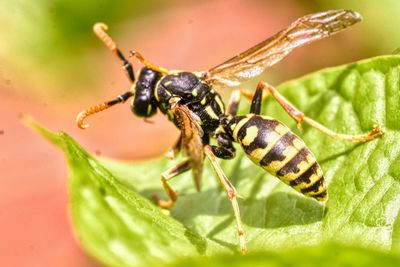 Close-up of insect on leaf