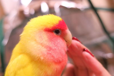 Close-up of bird