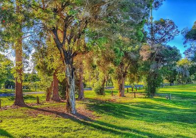 Trees on field