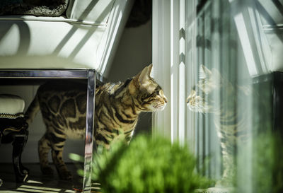 Side view of cat looking through window at home