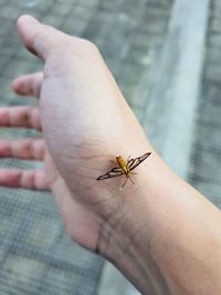 Close-up of insect on hand