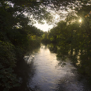 Reflection of trees in water